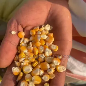 Yellow Maize