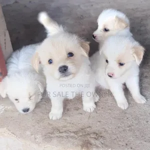 Female Mixed Breed Japanese Spitz Puppy
