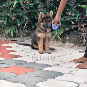 German Shepherd Jike Safi