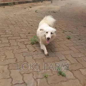 Mbwa Dume Aina ya American Eskimo Safi