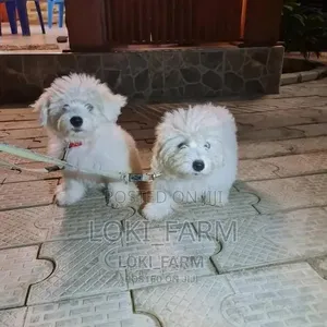 Purebred Male Maltese Puppy