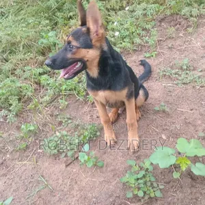 German Shepherd Dume Safi