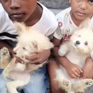 Female Mixed Breed Maltese Puppy