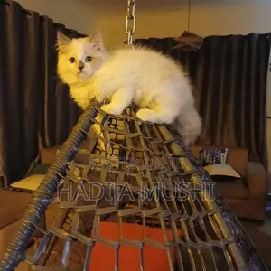 Female Mixed Breed Persian Kitten