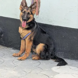 Purebred Female German Shepherd Puppy (3-6 Months)